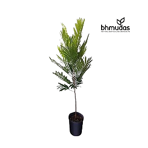 Muda de Árvore Samambaia (Filicium decipiens) para Arborização