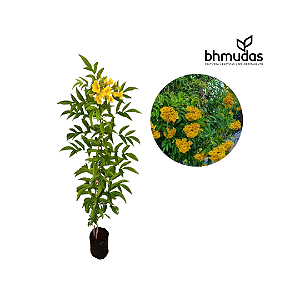 Ipê-Amarelo Mirim (Ipê de Jardim)