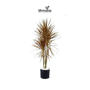 Dracena Tricolor P