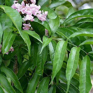 Muda de Akoko (Newboldia laevis)