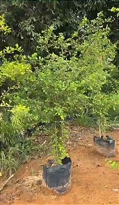 Acerola 2,00m - JÁ PRODUZ