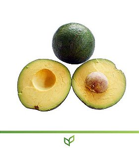 Abacate Margarida Enxertado