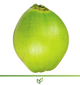 Coco Anão - Aproximadamente 1,00 m