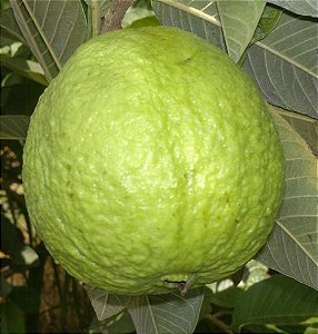 Goiaba Tailandesa