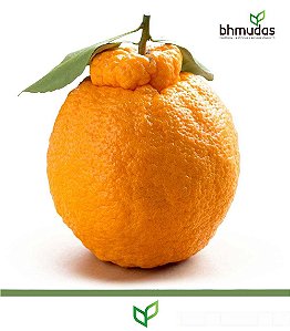 Mexerica ou Tangerina Dekopon