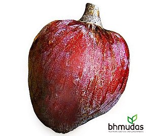 Pinha Asteca Vermelha Enxertada - Lindas Mudas