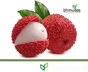 Lichia Sweet Heart - Alporquia - frutos grades e doce