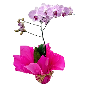 Orquídea Phalen Colorida