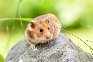 HAMSTER SÍRIO OU CHINÊS