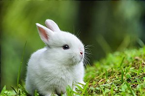 MINI COELHO