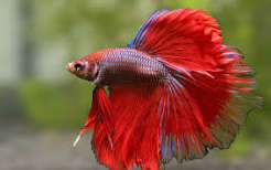 Peixe Betta