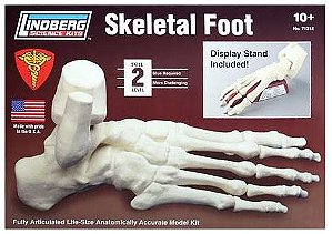 Lindberg - Skeletal Foot - 1/1