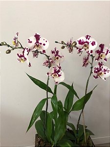 Orquídeas Phalaenopsis Dalmata