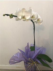 Orquídeas Phalaenopsis M