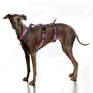 Peitoral Whippet/Galgo