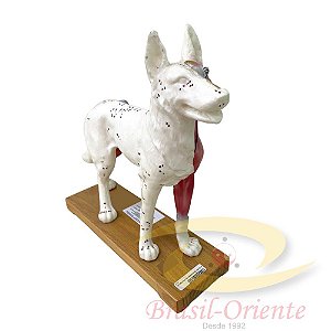 MODELO DE CACHORRO PARA ACUPUNTURA