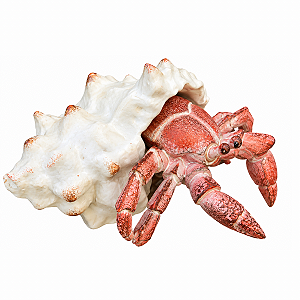 Escultura Decorativa Carangueijo 13X12X8CM Tuut