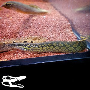 Peixe Moreia TireTrack Eel (Mastacembelus armatus)