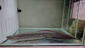 Peixe Protopterus aethiopicus (Marbled Lungfish)