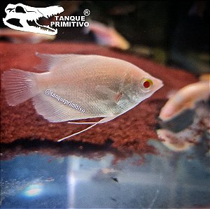Peixe Gourami Gigante Albino (GG-Gold) - Osphronemus goramy