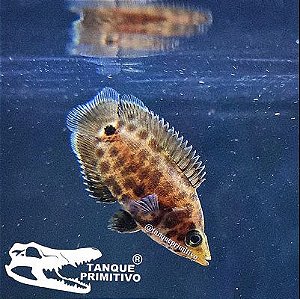 Peixe Gourami Leopardo (Ctenopoma acutirostre)