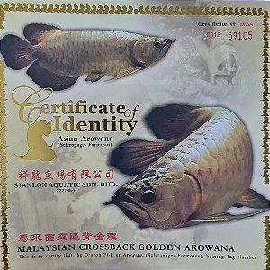 Peixe Aruanã Asiática CROSSBACK GOLDEN (Scleropages formosus)