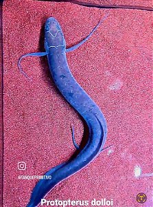 Peixe Protopterus dolloi (Slender Lungfish)