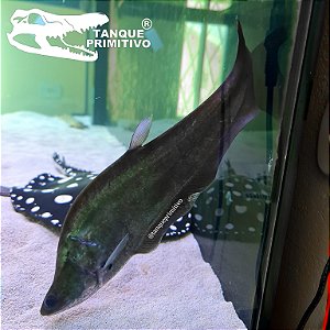 Peixe Faca Gigante "Featherback" (Chitala lopis)