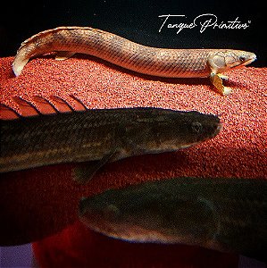 Peixe Polypterus mokelembembe