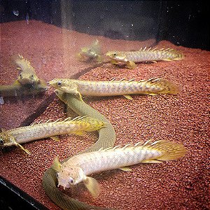 Mokele-Mbembe Bichir (Polypterus mokolembembe) - Aqua Imports