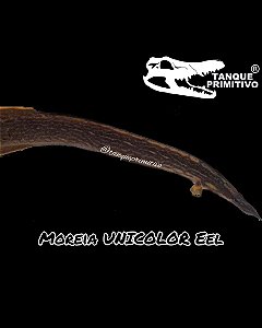 Peixe Moreia UNICOLOR Eel