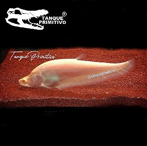 Peixe Faca Palhaço Albino Ghost (Chitala chitala)