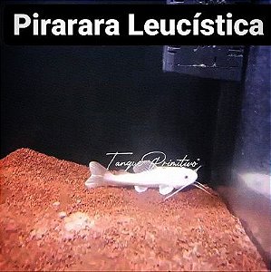 Peixe Pirarara Leucística (branca rabo vermelho)