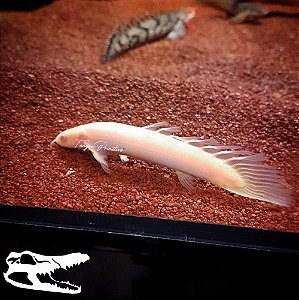 Peixe Polypterus senegalus Albino Véu