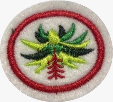 ESPECIALIDADE DBV ESTUDO DA NATUREZA, BROMÉLIAS