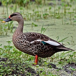 Marreco Spot Bill adulto mais de 12 meses - Sitio Refúgio das Aves de Lumiar (a partir de Julho/2021)