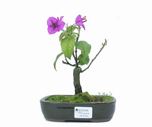 Bonsai de Primavera Boungavillea 4 anos (30 cm)