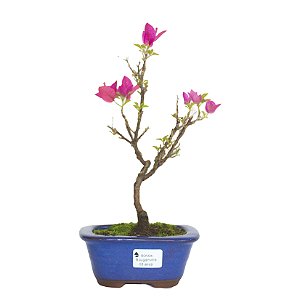 Bonsai de Primavera Boungavillea 3 anos (30 cm)