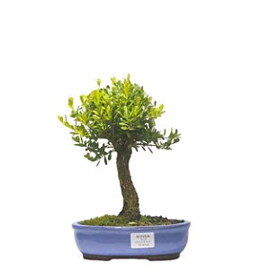 Bonsai de Buxus Harlandi - 5 anos (24 cm)