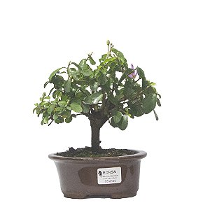 Bonsai de Grewia Occidentalis (Flor de Lótus) 3 anos (20 cm)