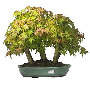 Bosque do Bonsai de Acer Palmatum 17 Anos ( 45 cm)