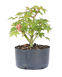 Pré Bonsai de Acer Palmatum ( Momiji ) 4 anos (34 cm)