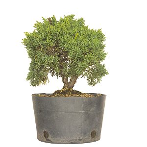 Pré Bonsai de Junípero Shimpaku 4 Anos (26 cm)