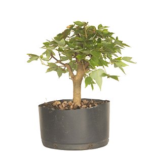 Pré Bonsai de Acer Kaede (muda) 3 anos 29 cm