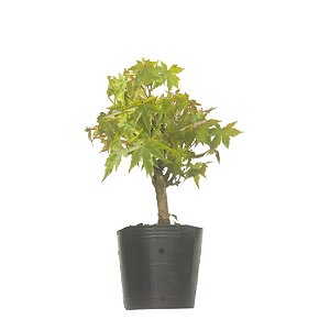 Pré Bonsai de Acer Palmatum ( Momiji ) 2 anos (36 cm)