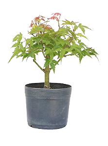 Pré Bonsai de Acer Palmatum  (muda) 4 anos 33 cm