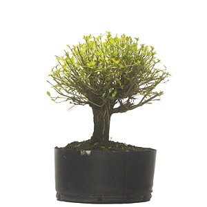 Pré Bonsai de Serissa (Phoetida) 4 anos (34 cm)