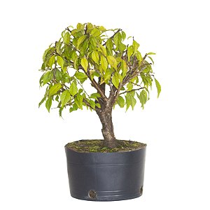 Pré Bonsai de Sakura 4 anos (35 cm)