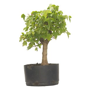 Pré Bonsai de Acer Kaede (muda) 4 anos 36 cm