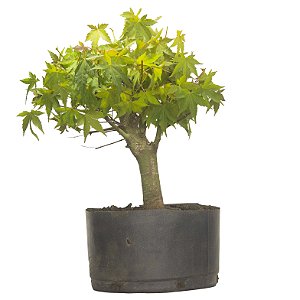 Pré Bonsai de Acer Palmatum ( Momiji ) 5 anos (40 cm)